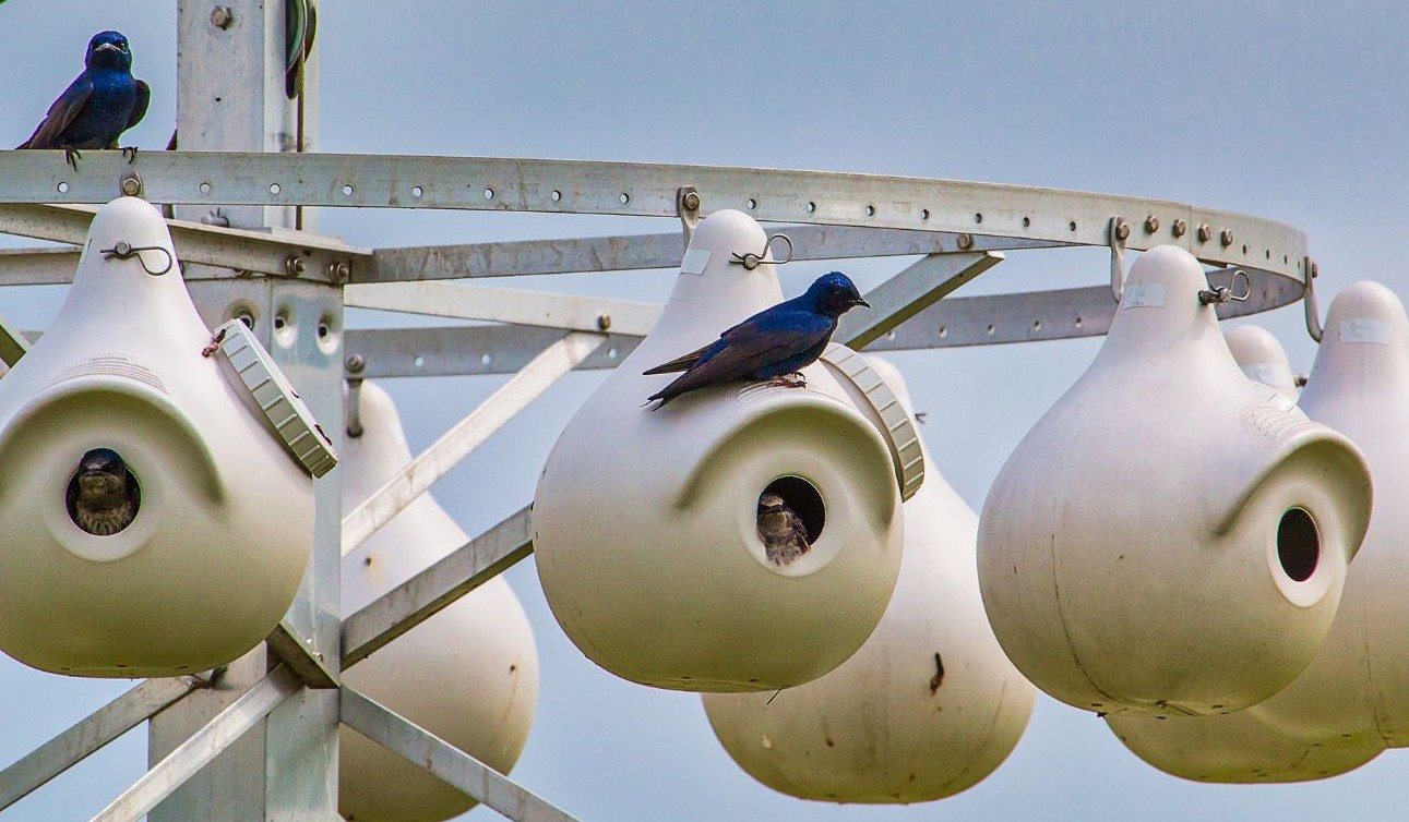 Purple Martin Bird Houses