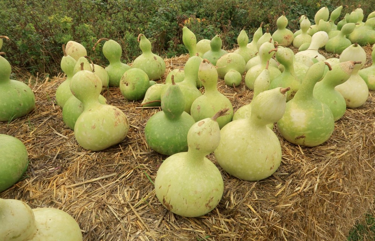 Gourds